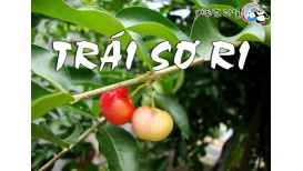 달콤새콤 맛있는 베트남의 과일 - Trái Sơ-Ri 짜 쏘 리
